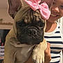 dog, french_bulldog, bow, pink_bow, pet, person, smiling, indoor, striped_clothing, tank_top, holding, close_up, face, ears, paw, cute, portrait, home, human, animal