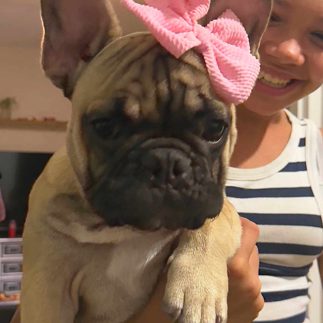 Victor participe au concours pour gagner de l'argent avec cette photo : animal, bow, close_up, cute, dog, ears, face, french_bulldog, holding, home, human, indoor, paw, person, pet, pink_bow, portrait, smiling, striped_clothing, tank_top