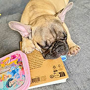 Victor participe au concours pour gagner de l'argent avec cette photo : puppy, french_bulldog, sleeping, book, pouch, princess, pink, tan, gray_background, closeup, resting, cute, pet, animal, indoor, soft_texture, napping, small_dog, cozy, still_life