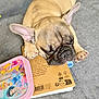 puppy, french_bulldog, sleeping, book, pouch, princess, pink, tan, gray_background, closeup, resting, cute, pet, animal, indoor, soft_texture, napping, small_dog, cozy, still_life