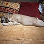 dog, french_bulldog, sleeping, couch, pillows, blanket, indoor, pet, relaxing, cozy, brown, tan, fur, resting, home, furniture, animal, companion, cute, calm
