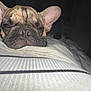 dog, french_bulldog, sleepy, bed, blanket, striped, plush_toy, indoor, cozy, resting, cute, pet, animal, ears, face, nose, fur, close_up, dim_light, bedroom