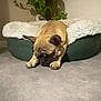 dog, french_bulldog, pet_bed, indoor, plant, greenery, carpet, resting, sleepy, cozy, animal, canine, fur, paw, ears, nose, floor, quiet, home, relaxation