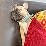 dog, french_bulldog, sleeping, couch, pillow, red_pillow, yellow_pillow, indoor, pet, collar, resting, cozy, animal, fur, snout, ears, relaxed, home, leather, comfort