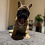 dog, french_bulldog, puppy, yawning, tongue_out, indoor, blurred_background, gray_surface, pet, cute, animal, sitting, canine, fur, ears, paw, shadow, home, cozy, young