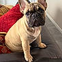 french_bulldog, puppy, dog, pet, couch, leather, red_cushion, patterned_pillow, indoor, plant, potted_plant, greenery, ears, face, sitting, fur, animal, cute, domestic_animal, home