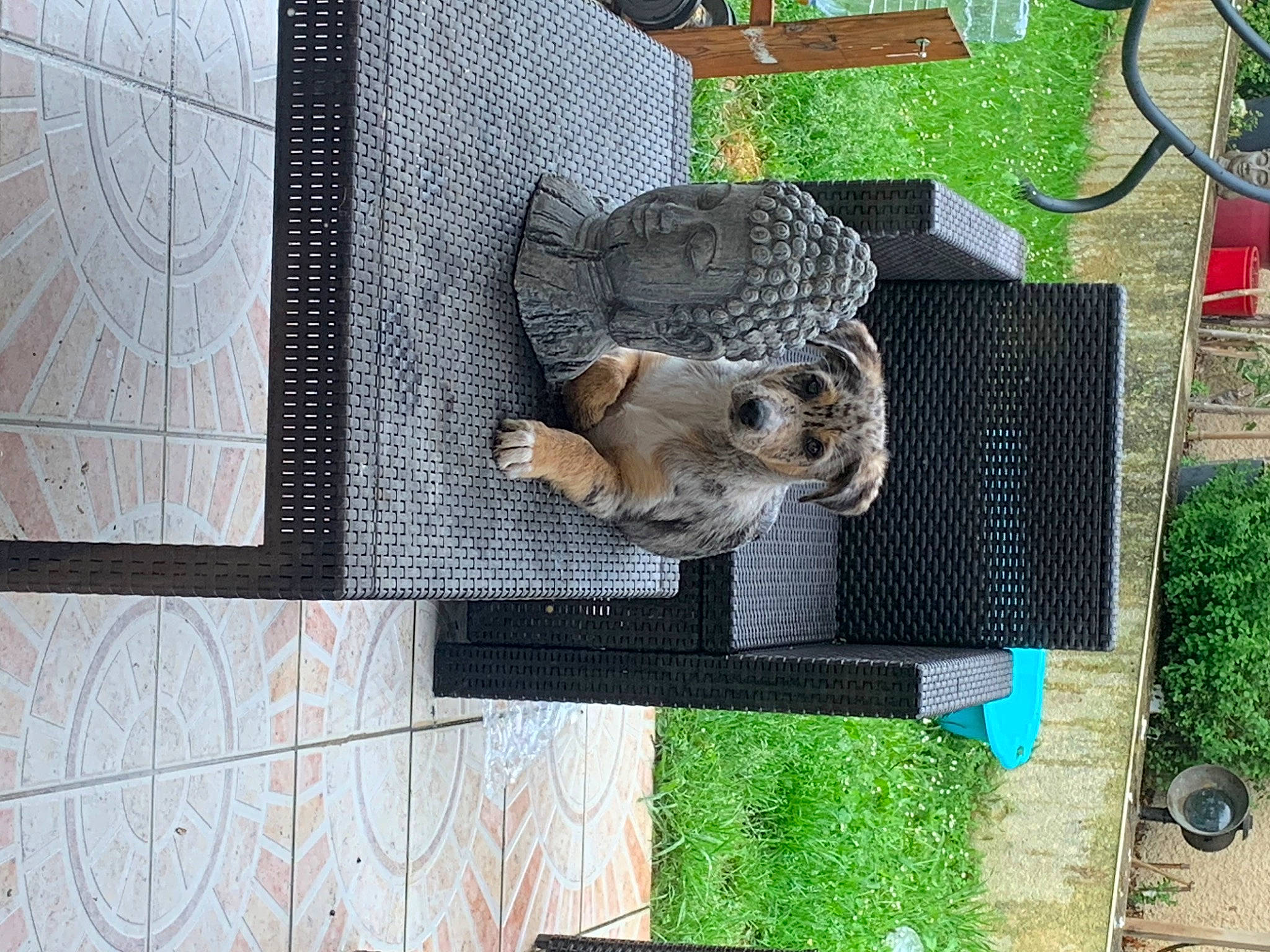 Guss a rejoint le concours — aidez-le/la à gagner de superbes lots ! art, bird_supply, felidae, grass, mesh, metal, pattern, pet_supply, plant, rectangle, sculpture, sporting_group, statue, tail, tree, wheel, wood