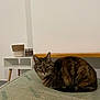 cat, tabby_cat, mattress, indoor, furniture, table, basket, candle, pet, animal, fur, whiskers, ears, alert, curious, resting, domestic_cat, brown, striped, cozy