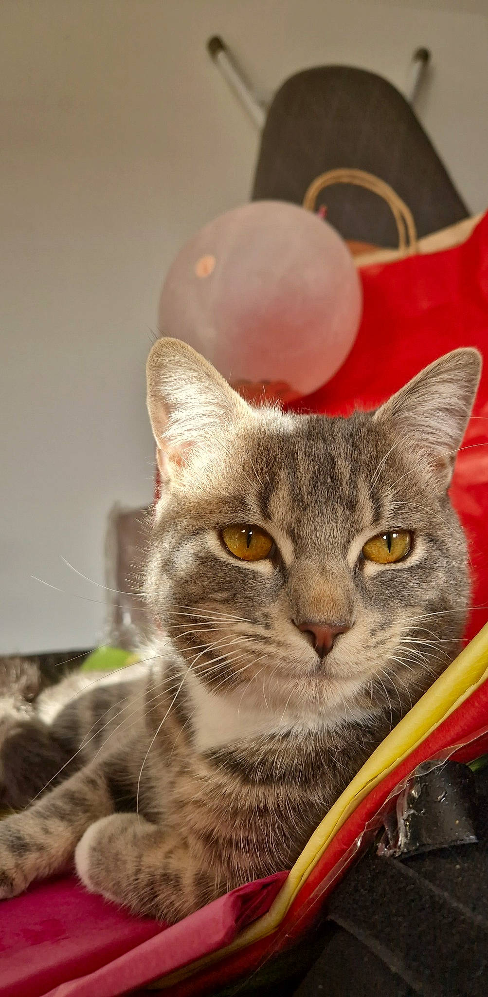 Noppy participe au concours pour gagner de l'argent avec cette photo : art, ball, box, carnivore, cat, cat_supply, domestic_short_haired_cat, felidae, fur, grey, paw, photo_caption, puzzle, small_to_medium_sized_cats, terrestrial_animal, whiskers