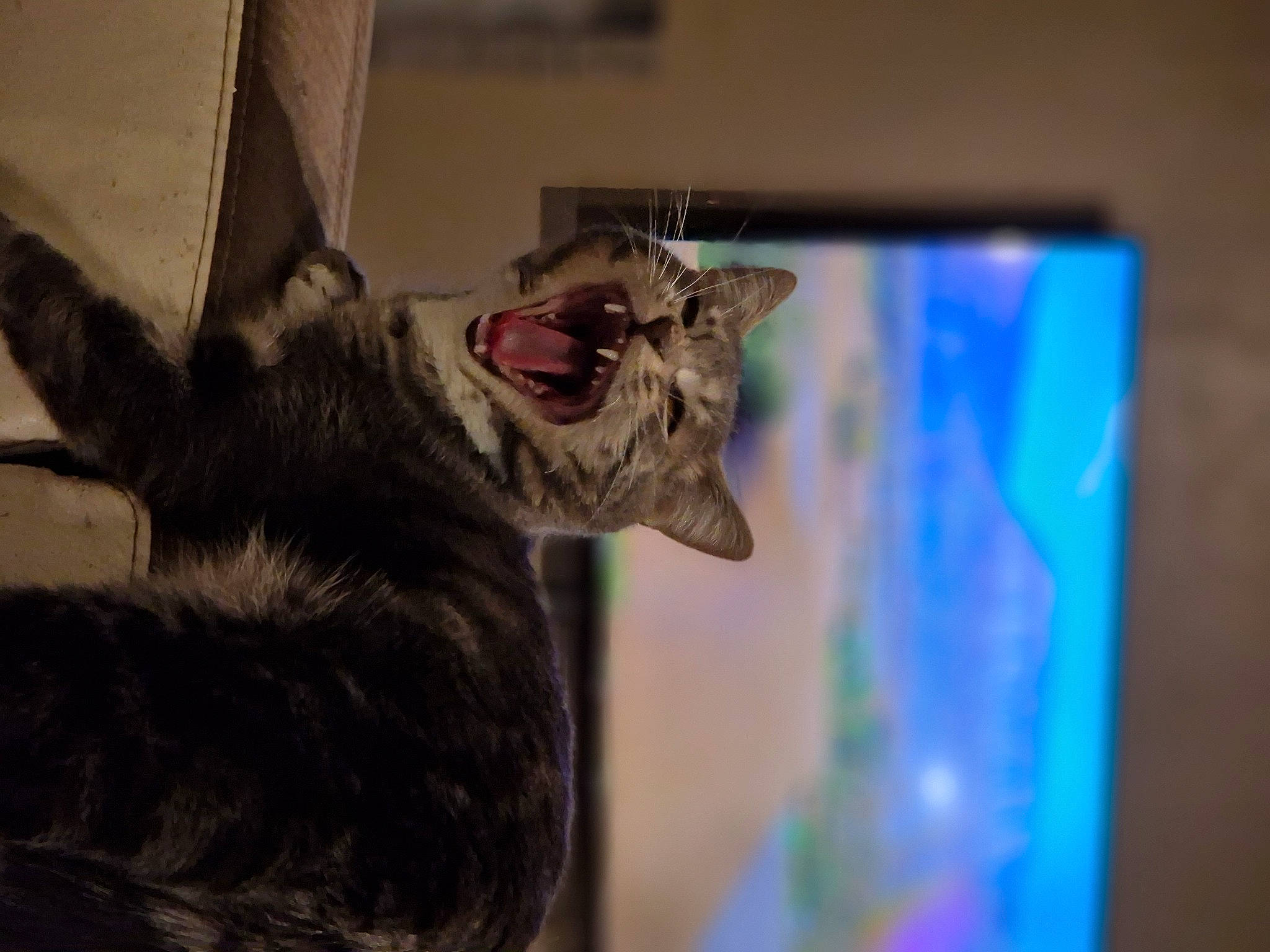 Noppy participe au concours pour gagner de l'argent avec cette photo : black_cat, carnivore, cat, claw, display_device, domestic_short_haired_cat, electric_blue, felidae, fur, gesture, paw, room, small_to_medium_sized_cats, snout, tail, visual_arts, whiskers