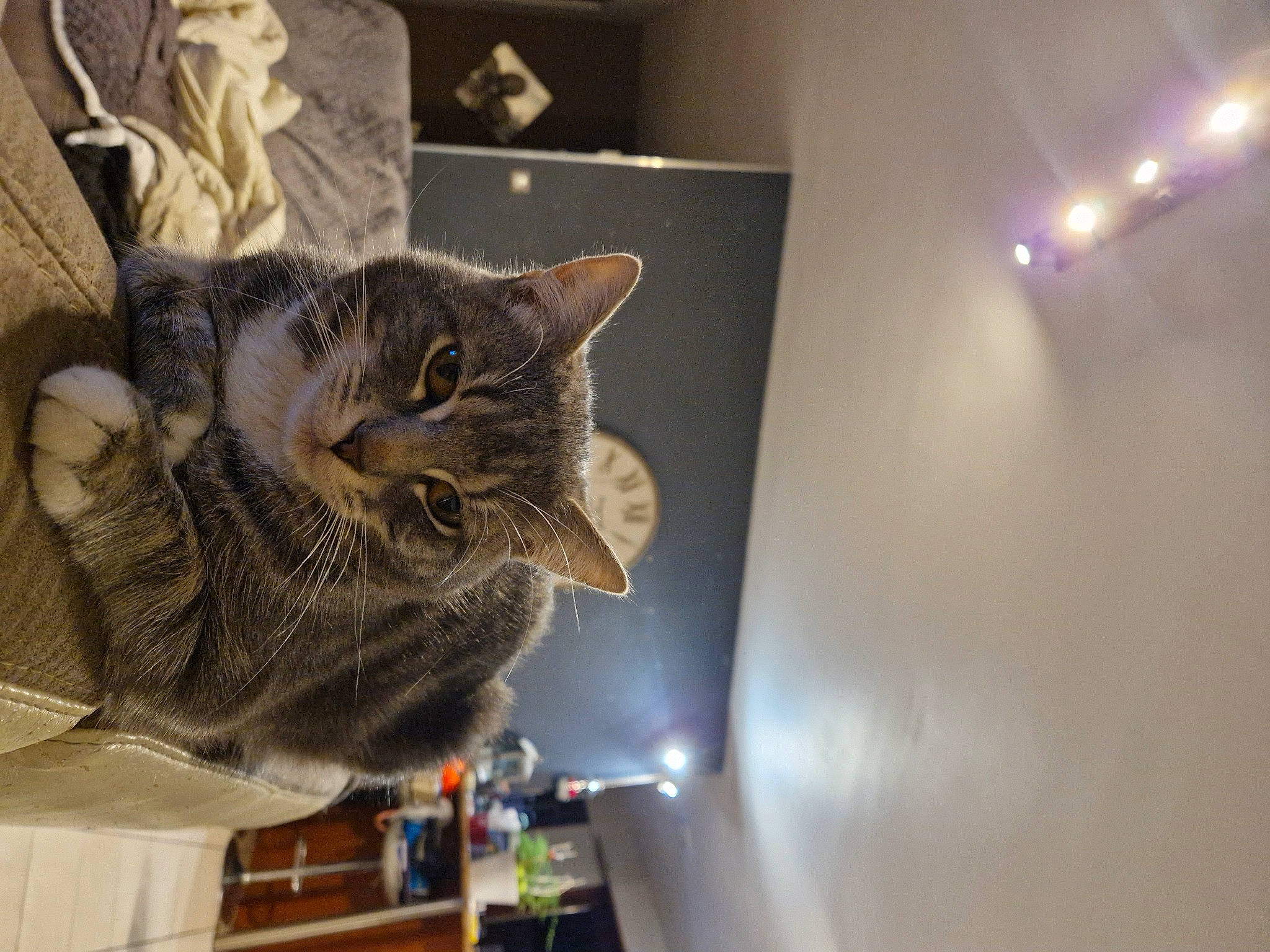 Noppy participe au concours pour gagner de l'argent avec cette photo : carnivore, cat, ceiling, domestic_short_haired_cat, felidae, fur, room, small_to_medium_sized_cats, snout, whiskers, window, wood