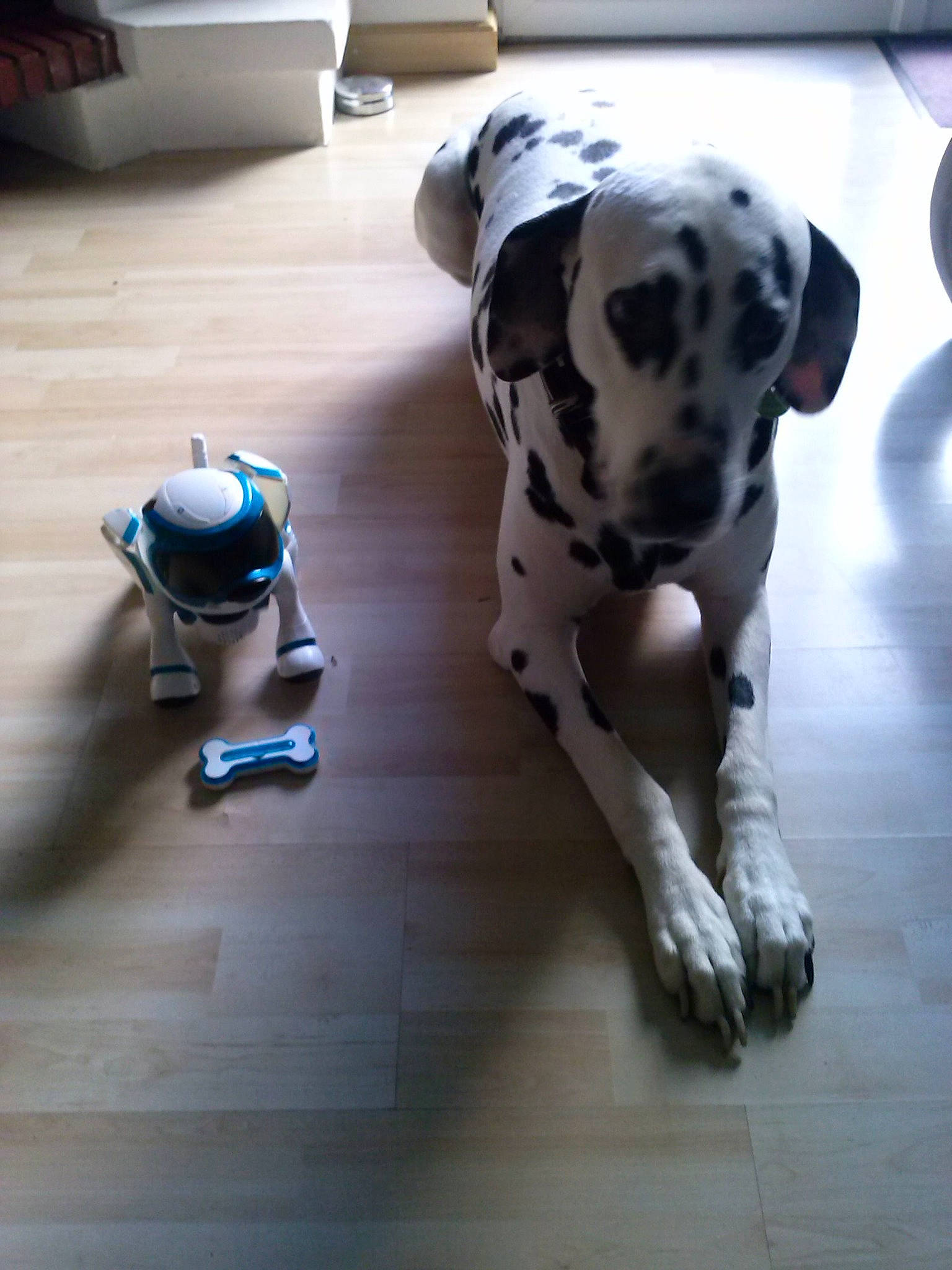 Havane a rejoint le concours — aidez-le/la à gagner de superbes lots ! canidae, carmine, carnivore, companion_dog, dalmatian, dog, dog_breed, dog_supply, electric_blue, fawn, floor, flooring, hardwood, pattern, snout, tail, toy, white, wood, working_animal