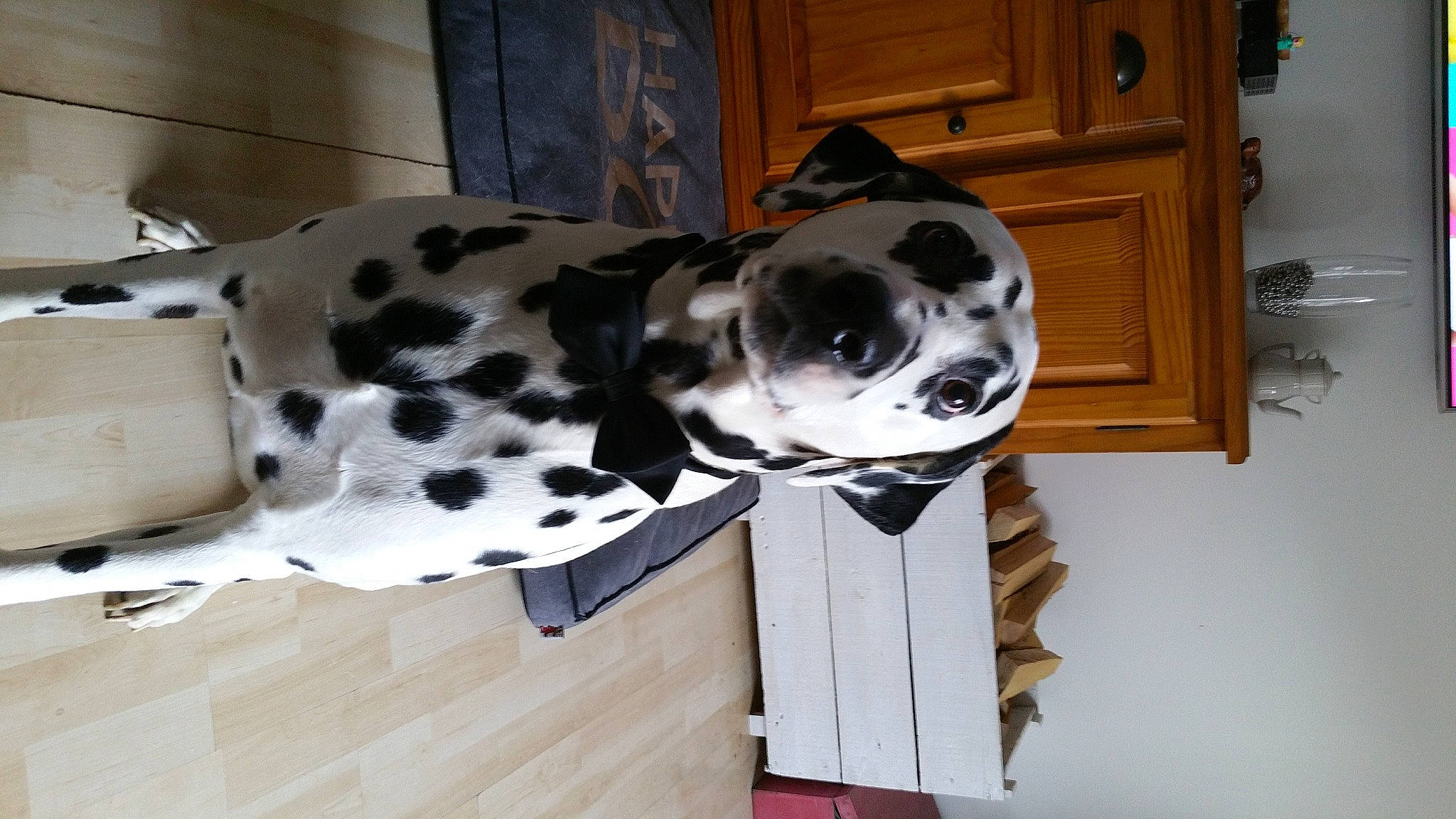 Havane a rejoint le concours — aidez-le/la à gagner de superbes lots ! cabinetry, canidae, carnivore, companion_dog, cupboard, dalmatian, dog, dog_breed, dog_collar, dog_supply, door, drawer, fawn, great_dane, hardwood, snout, sporting_group, terrestrial_animal, wood, working_animal