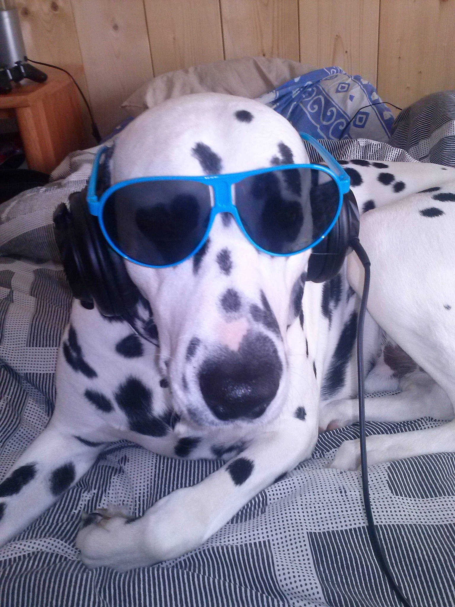 Havane participe au concours pour gagner de l'argent avec cette photo : canidae, carnivore, comfort, companion_dog, dalmatian, dog, dog_breed, dog_supply, eyewear, fur, glasses, goggles, personal_protective_equipment, pet_supply, snout, sporting_group, sunglasses, vision_care, whiskers, working_animal