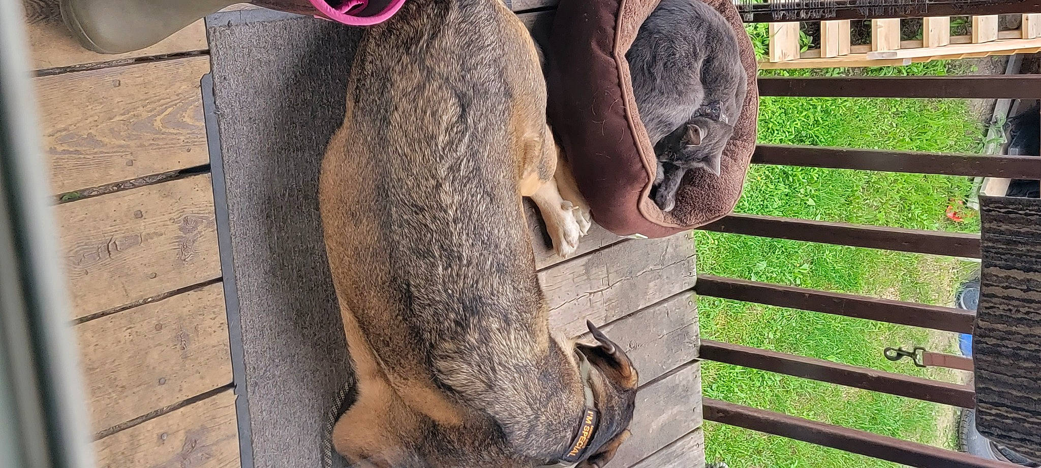 Minnow is registered to the contest to win money with this photo: african_elephant, elephant, elephants_and_mammoths, fawn, foot, fur, grass, indian_elephant, marsupial, natural_material, plant, snout, tail, terrestrial_animal, trunk, wildlife, wood, working_animal, wrinkle, zoo