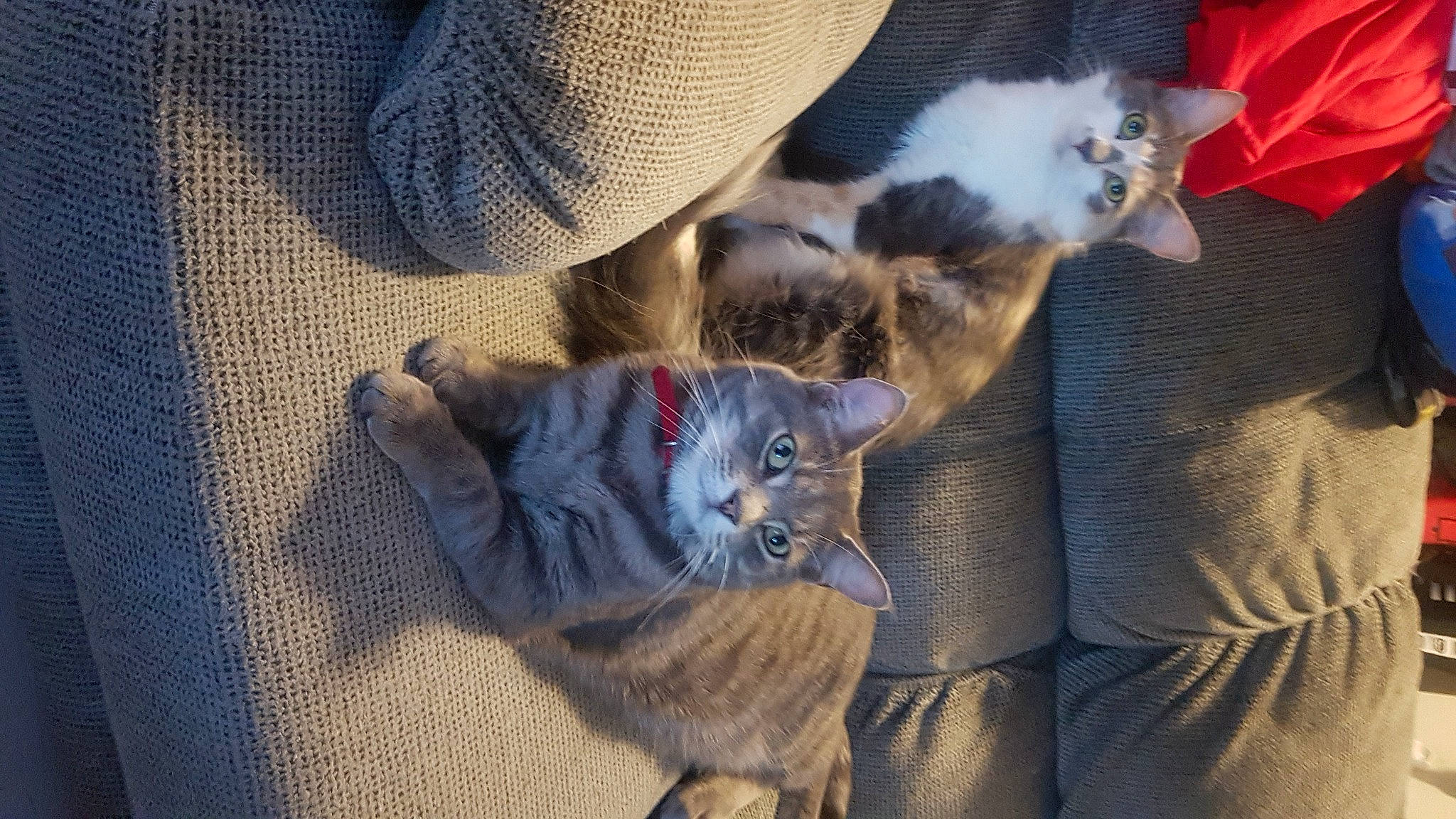 Minnow joined the competition — help win amazing prizes! carnivore, cat, claw, comfort, companion_dog, dog_breed, domestic_short_haired_cat, electric_blue, fawn, felidae, fur, grey, lap, paw, small_to_medium_sized_cats, snout, tail, textile, tree, whiskers