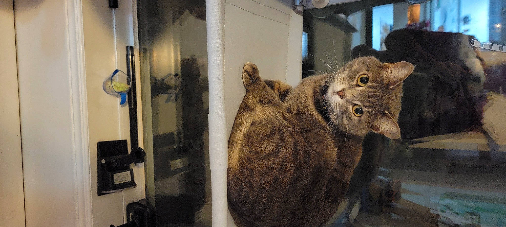 Minnow is registered to the contest to win money with this photo: animal_shelter, carnivore, cat, cat_supply, claw, display_case, domestic_short_haired_cat, door, fawn, felidae, fur, metal, paw, room, small_to_medium_sized_cats, snout, tail, terrestrial_animal, whiskers, wood