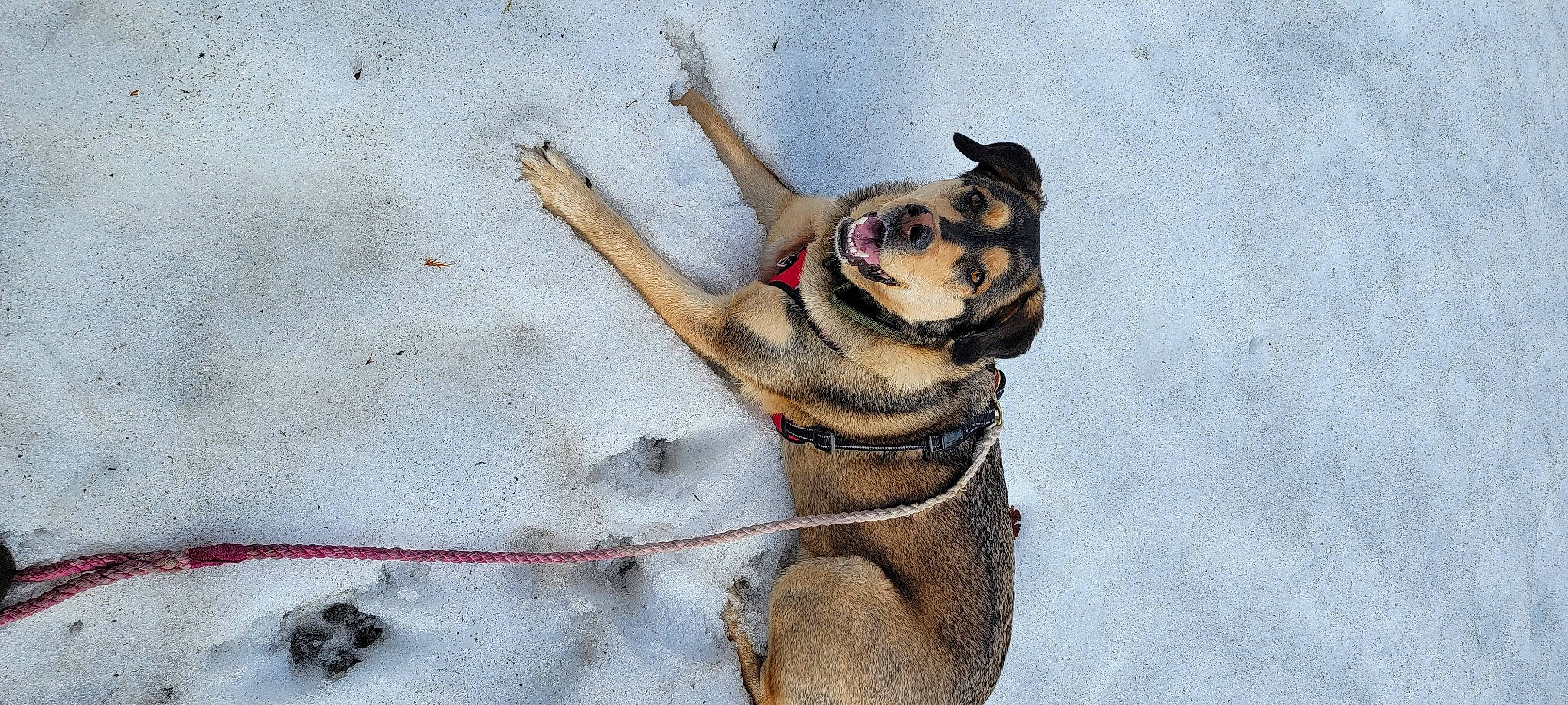 Bowser joined the competition — help win amazing prizes! canidae, carnivore, collar, companion_dog, dog, dog_breed, dog_collar, fawn, freezing, fur, leash, paw, pet_supply, snout, snow, sporting_group, tail, winter, working_animal, working_dog