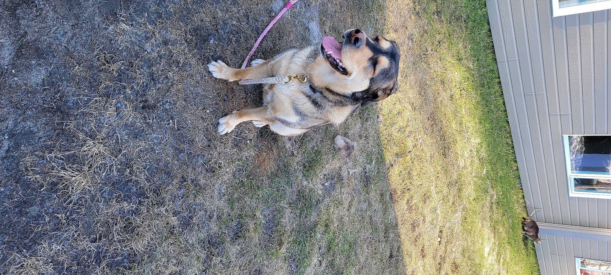 Bowser is registered to the contest to win money with this photo: asphalt, canidae, carnivore, companion_dog, dog, dog_breed, fawn, grass, leash, non_sporting_group, pet_supply, plant, pug, road_surface, shadow, soil, sporting_group, tail, working_dog