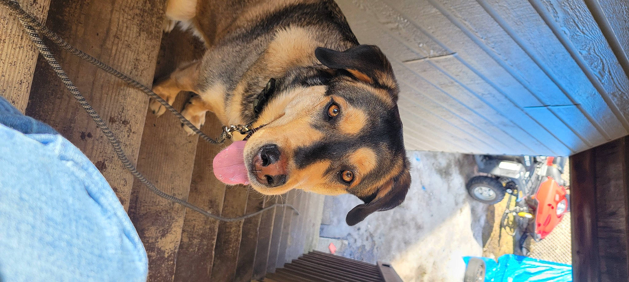 Bowser is registered to the contest to win money with this photo: canidae, canis, carnivore, companion_dog, dog, dog_breed, dog_supply, fawn, fur, guard_dog, smile, snout, sporting_group, street_fashion, terrestrial_animal, vehicle, whiskers, wood, working_animal, working_dog