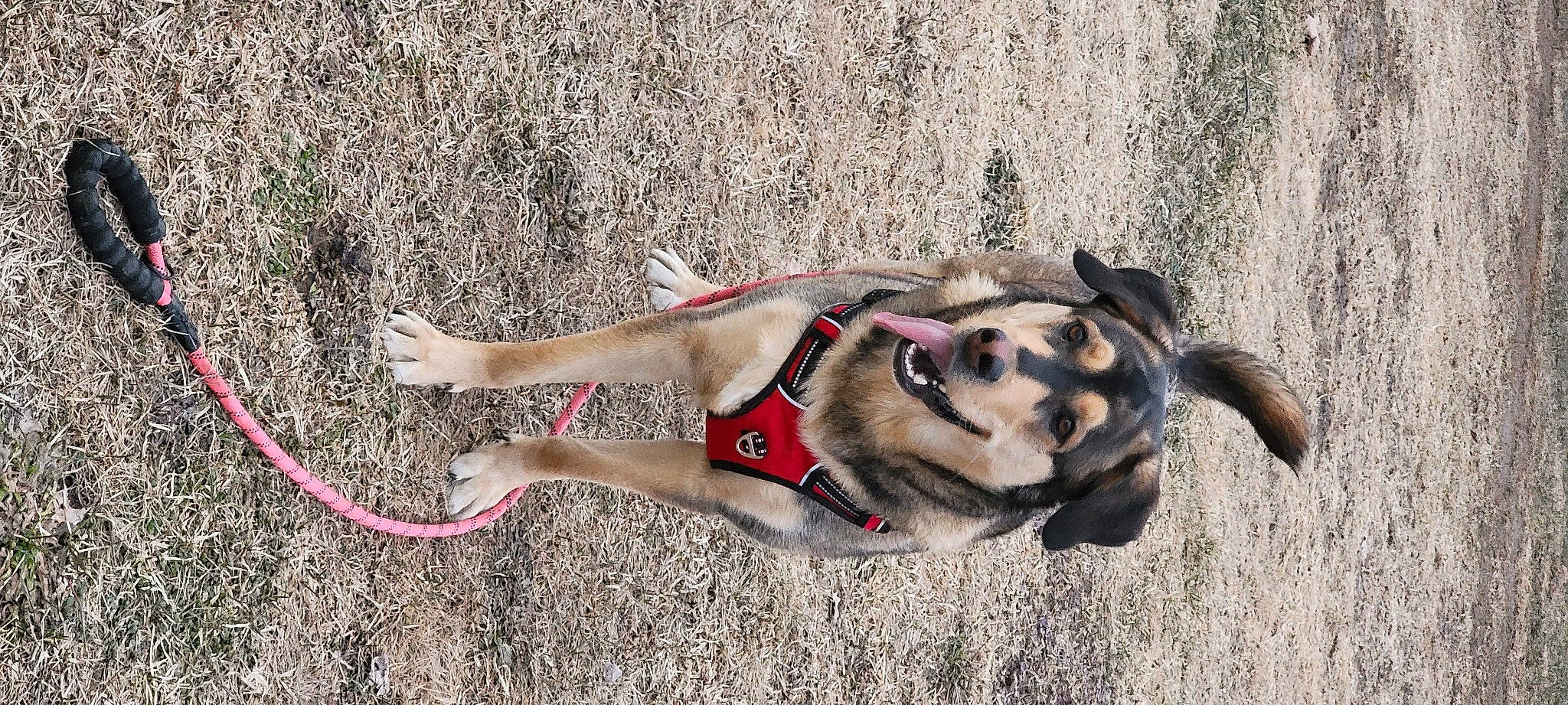 Bowser is registered to the contest to win money with this photo: adventure, canidae, carnivore, collar, companion_dog, dog, dog_breed, dog_collar, fawn, grass, landscape, leash, pack_animal, pet_supply, recreation, snout, soil, sporting_group, terrestrial_animal, working_animal