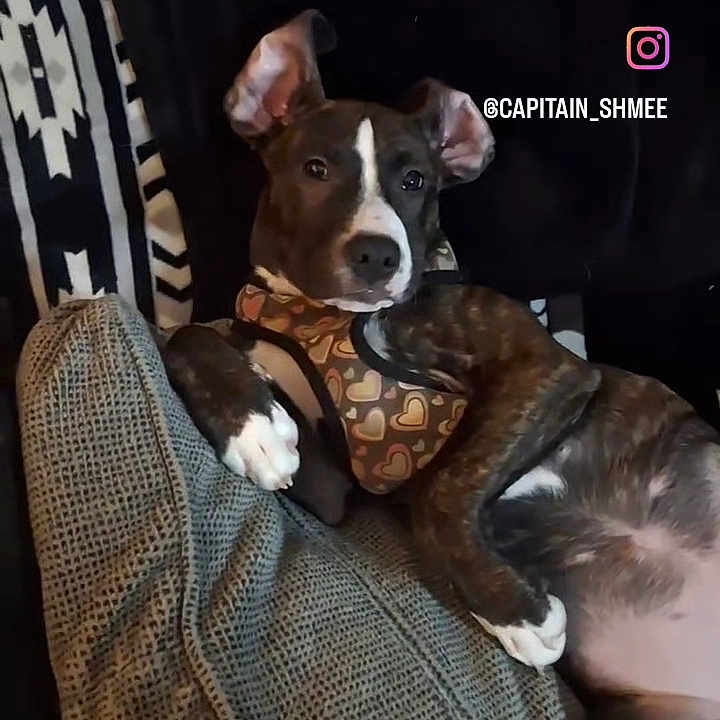 Princess Daisy joined the competition — help win amazing prizes! advertisement, animal, bostonbull, bulldog, canine, cat, clapperboard, cushion, dog, dogbed, face, head, homedecor, indoors, interiordesign, person, pet, pitbull, puppy, snout