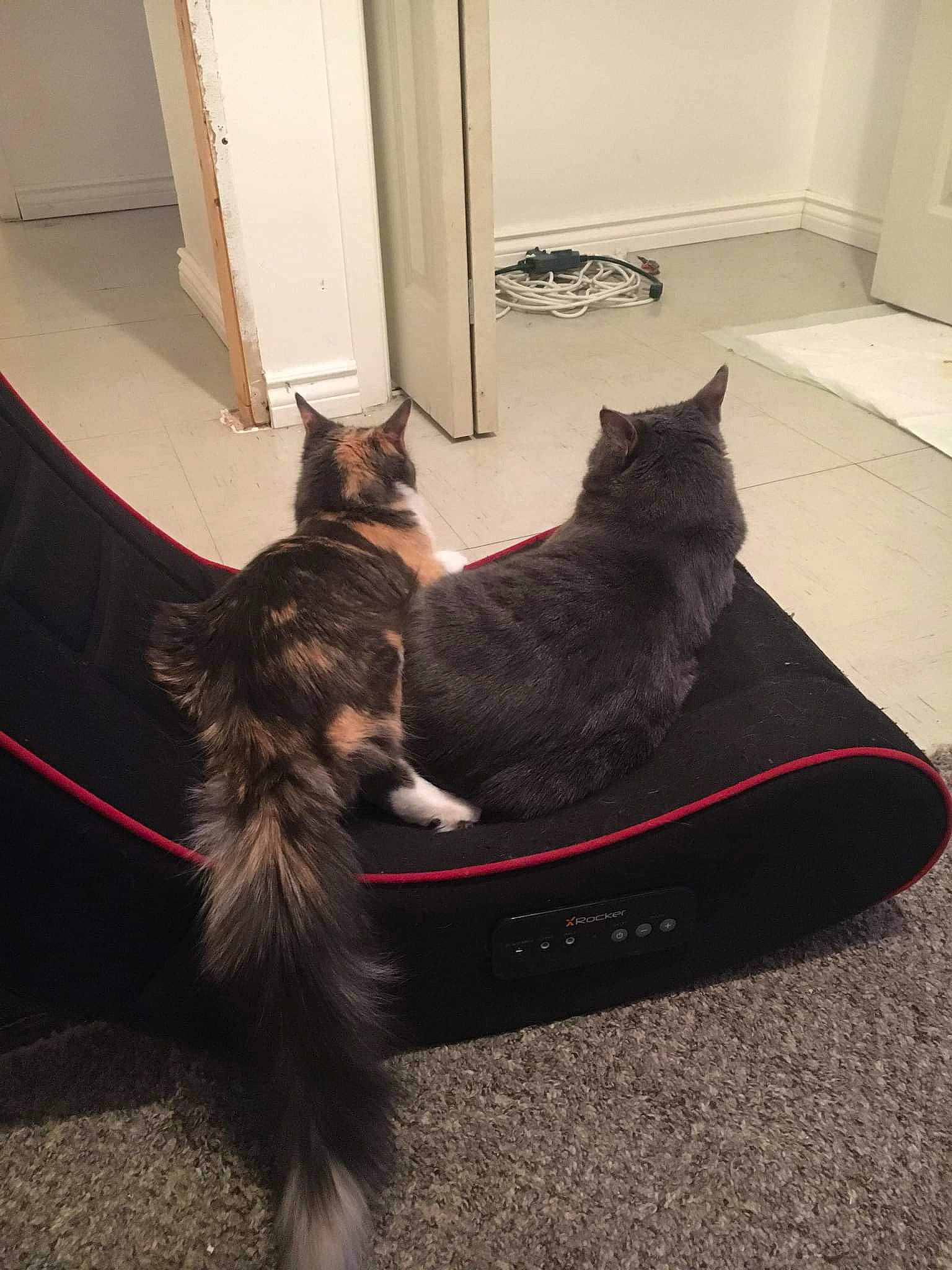 Marilyn Monroe is registered to the contest to win money with this photo: black_cat, canidae, carnivore, cat, comfort, domestic_short_haired_cat, door, felidae, flooring, fur, grey, hardwood, house, human_leg, linens, room, small_to_medium_sized_cats, tail, whiskers, wood