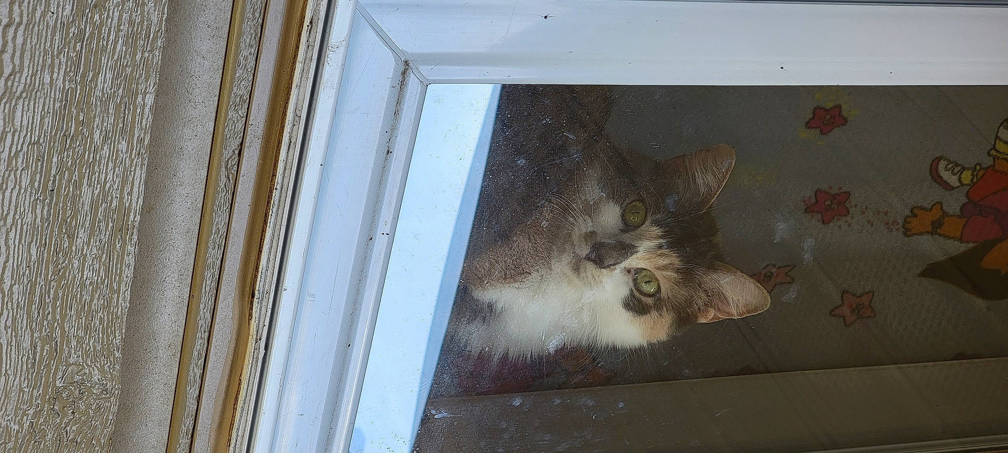 Marilyn Monroe is registered to the contest to win money with this photo: animal_shelter, art, carnivore, cat, ceiling, domestic_short_haired_cat, door, fawn, felidae, flooring, fur, grey, hardwood, picture_frame, small_to_medium_sized_cats, snout, tail, whiskers, window, wood