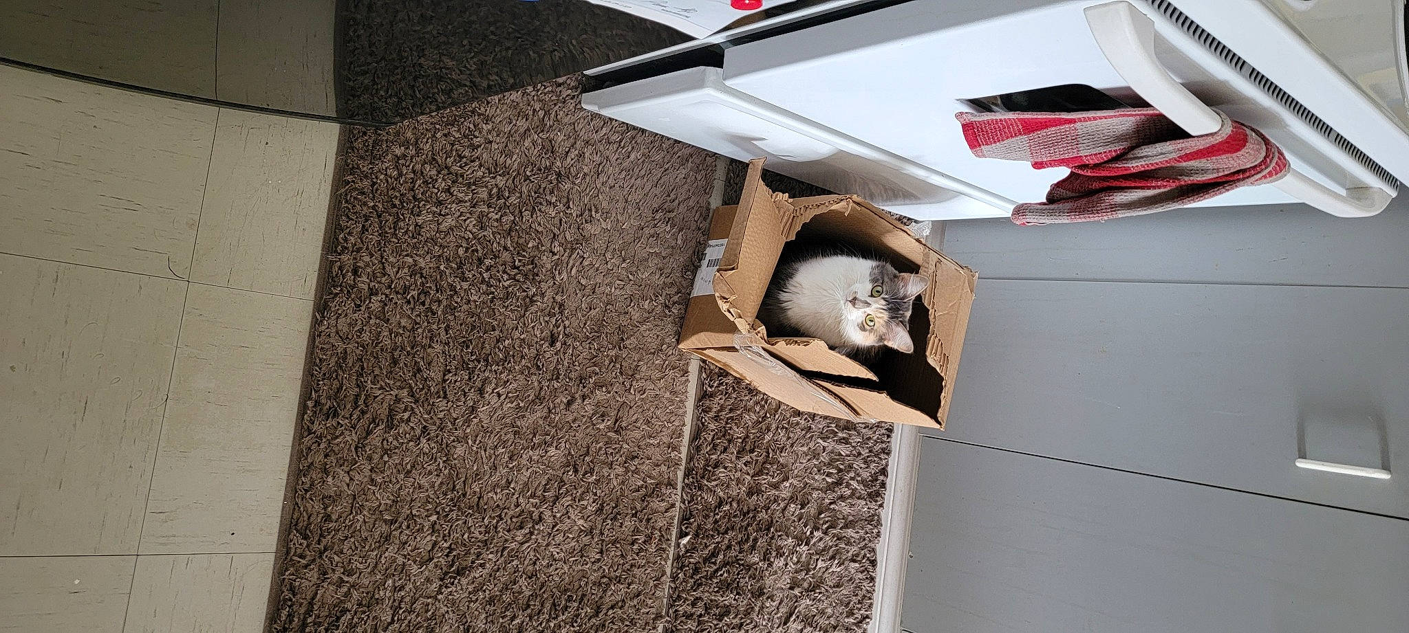 Marilyn Monroe joined the competition — help win amazing prizes! automotive_design, automotive_exterior, carmine, carnivore, ceiling, chair, couch, felidae, floor, flooring, grey, hardwood, house, kitchen_utensil, plywood, rectangle, room, shelving, table, wood