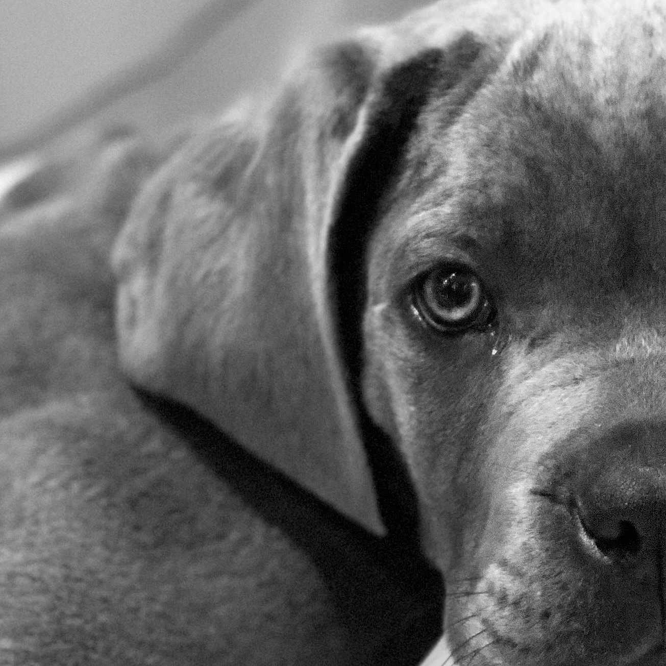 Venom participe au concours pour gagner de l'argent avec cette photo : animal, black_and_white, canine, close_up, cute, dog, domestic_animal, eye, face, fur, indoors, nose, pet, portrait, puppy, resting, sleepy, soft, whiskers, young