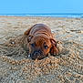 adorable, animal, beach, brown, calm, cute, daytime, dog, lying_down, nature, ocean, outdoor, pet, playful, puppy, sand, sea, sky, water, young