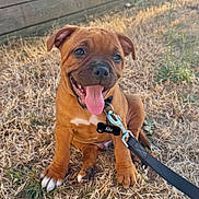 Aïko a rejoint le concours — aidez-le/la à gagner de superbes lots ! puppy, dog, brown, happy, tongue_out, leash, collar, grass, outdoor, pet, cute, young, animal, sitting, smiling, sunlight, nature, playful, ears, eyes