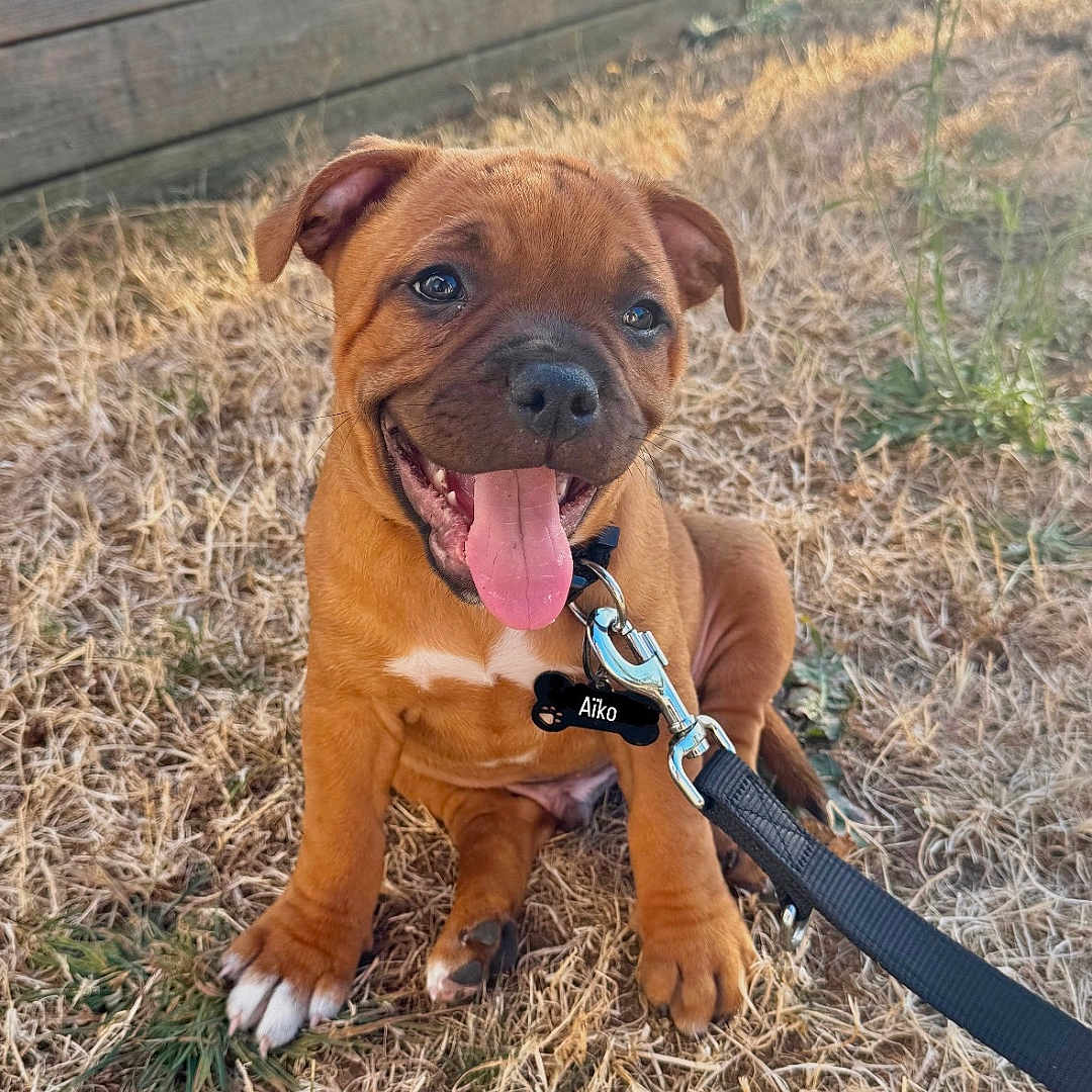 Aïko a rejoint le concours — aidez-le/la à gagner de superbes lots ! animal, brown, collar, cute, dog, ears, eyes, grass, happy, leash, nature, outdoor, pet, playful, puppy, sitting, smiling, sunlight, tongue_out, young