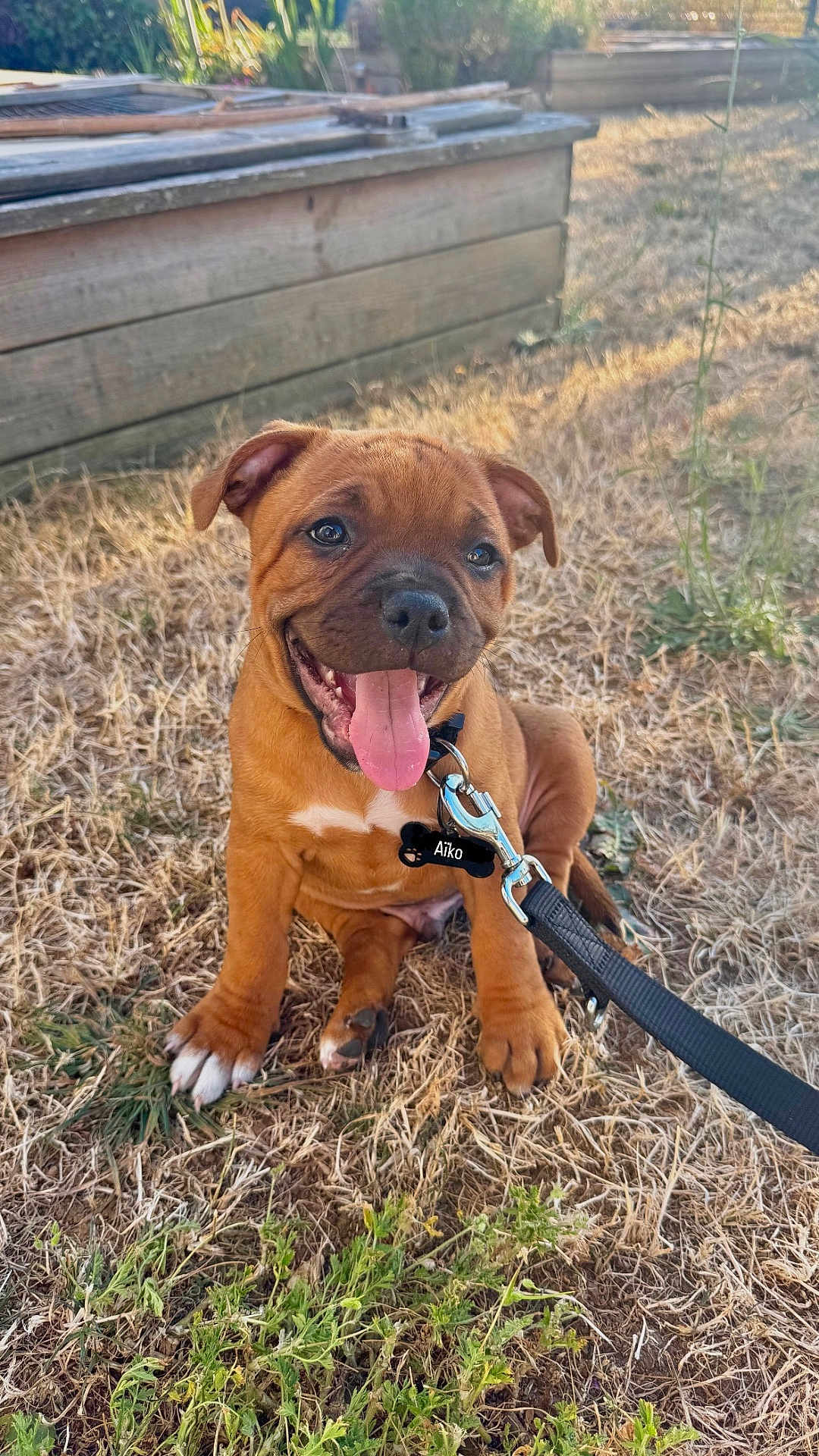 Aïko a rejoint le concours — aidez-le/la à gagner de superbes lots ! puppy, dog, brown, happy, tongue_out, leash, collar, grass, outdoor, pet, cute, young, animal, sitting, smiling, sunlight, nature, playful, ears, eyes