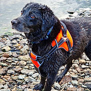 Jake joined the competition — help win amazing prizes! accessories, animal, canine, clothing, dog, harness, leash, lifejacket, nature, outdoors, pebble, pet, puppy, rock, rubble, sea, slate, strap, vest, water