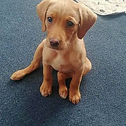 Millie is registered to the contest to win money with this photo: animal, blanket, brown, carpet, cozy, cute, dog, ears, floor, foot, home, indoor, looking_up, nose, paw_print, pet_bed, puppy, sitting, small, young