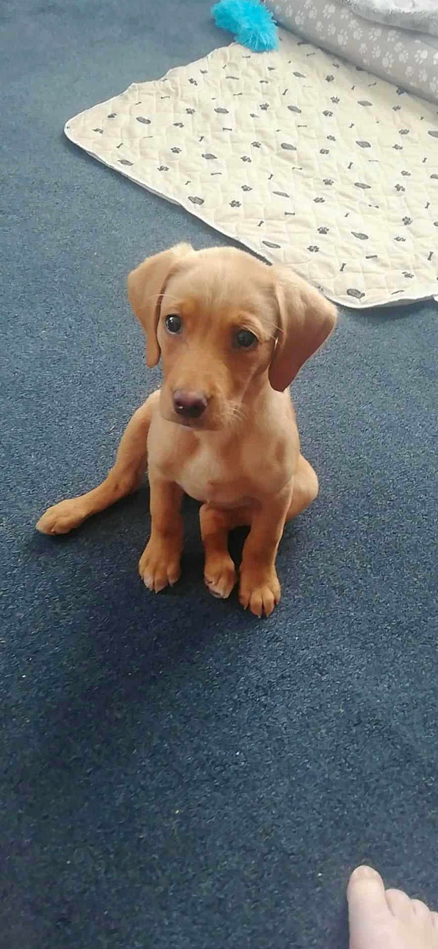 Millie
