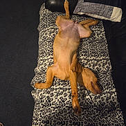 Millie joined the competition — help win amazing prizes! animal, black_couch, blanket, canine, carpet, comfort, cozy, dog, domestic, fur, home, indoor, leopard_print, lying_down, mammal, pet, pillow, relaxed, resting, sleeping