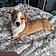 Rocco