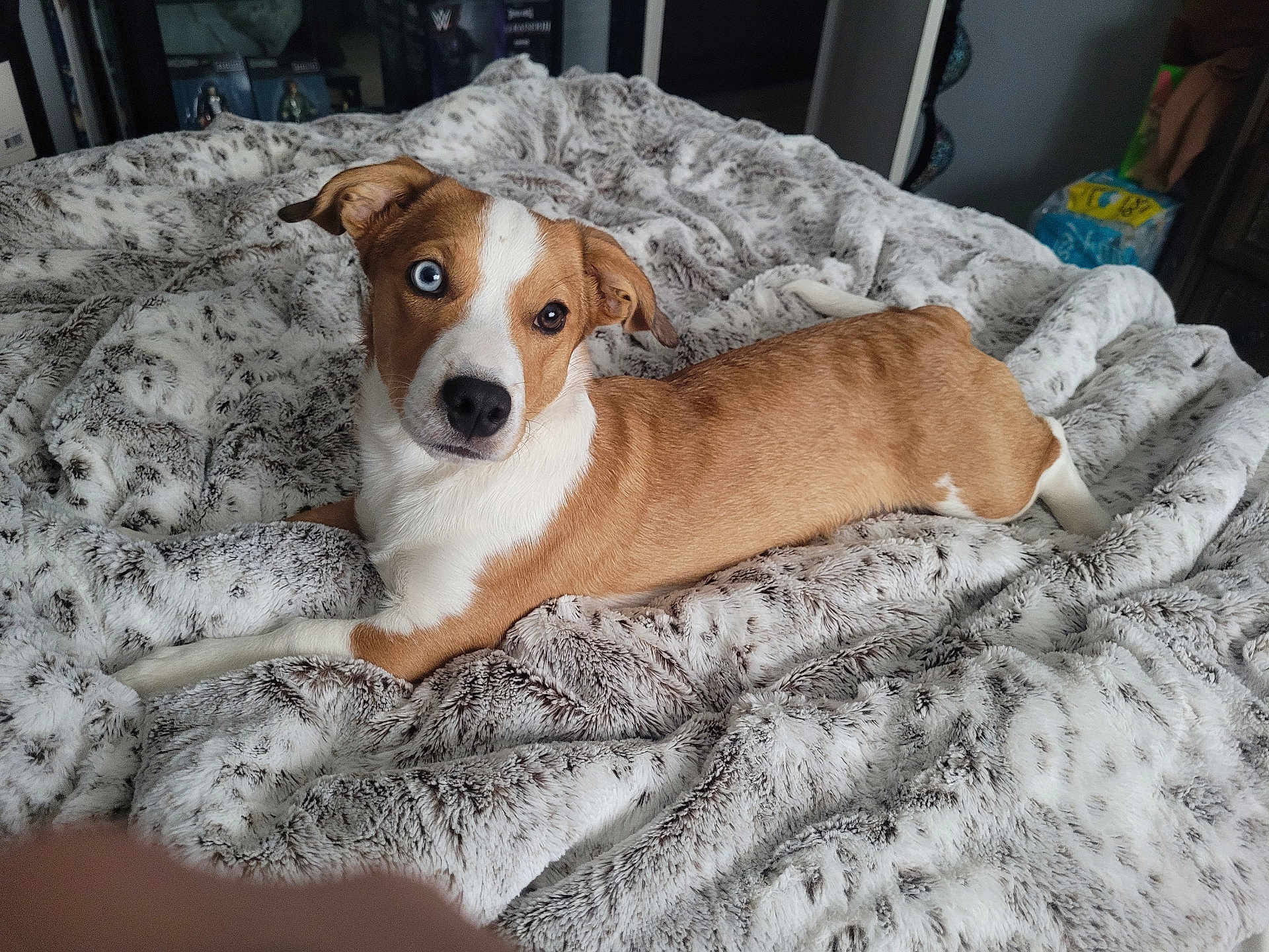 Rocco