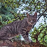 animal, branch, cat, closeup, curious, daylight, eyes, flora, forest, fur, gray_tabby, green_leaves, mammal, moss, nature, outdoor, pet, tree_branch, whiskers, wildlife