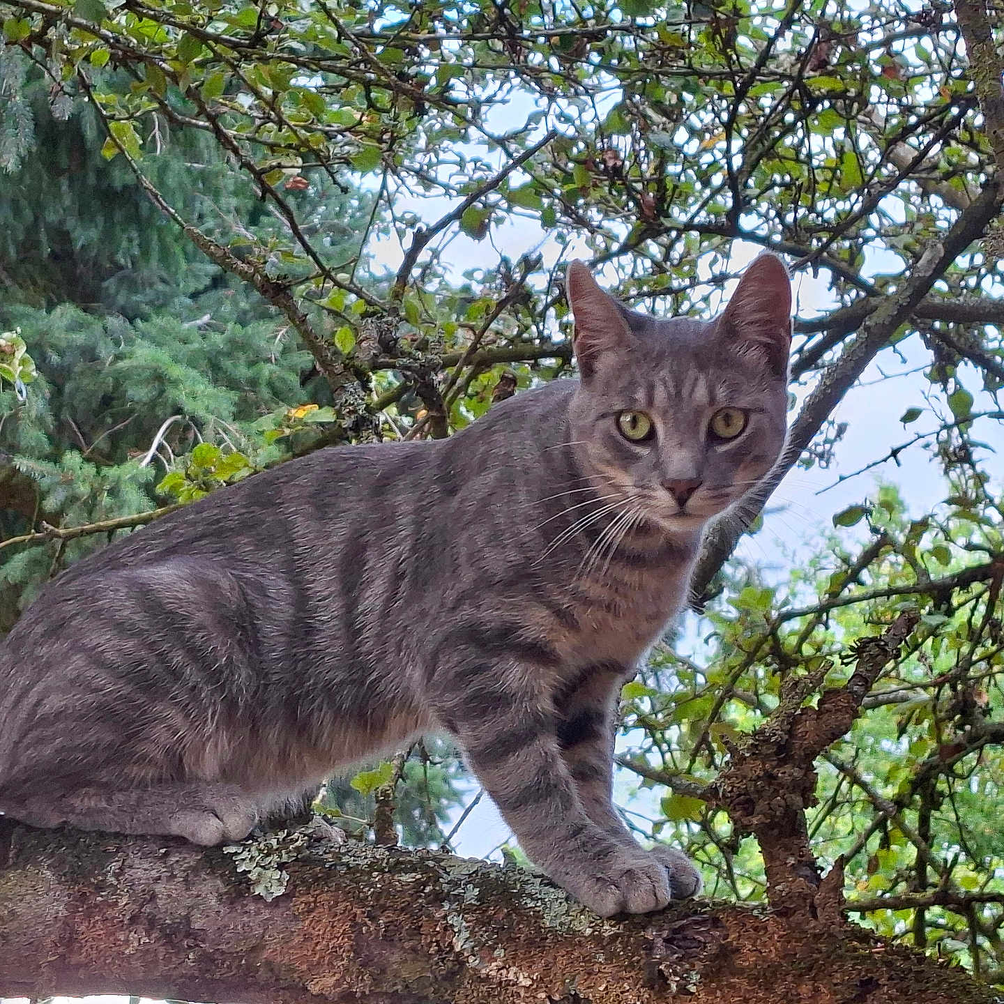 Griny participe au concours pour gagner de l'argent avec cette photo : animal, branch, cat, closeup, curious, daylight, eyes, flora, forest, fur, gray_tabby, green_leaves, mammal, moss, nature, outdoor, pet, tree_branch, whiskers, wildlife