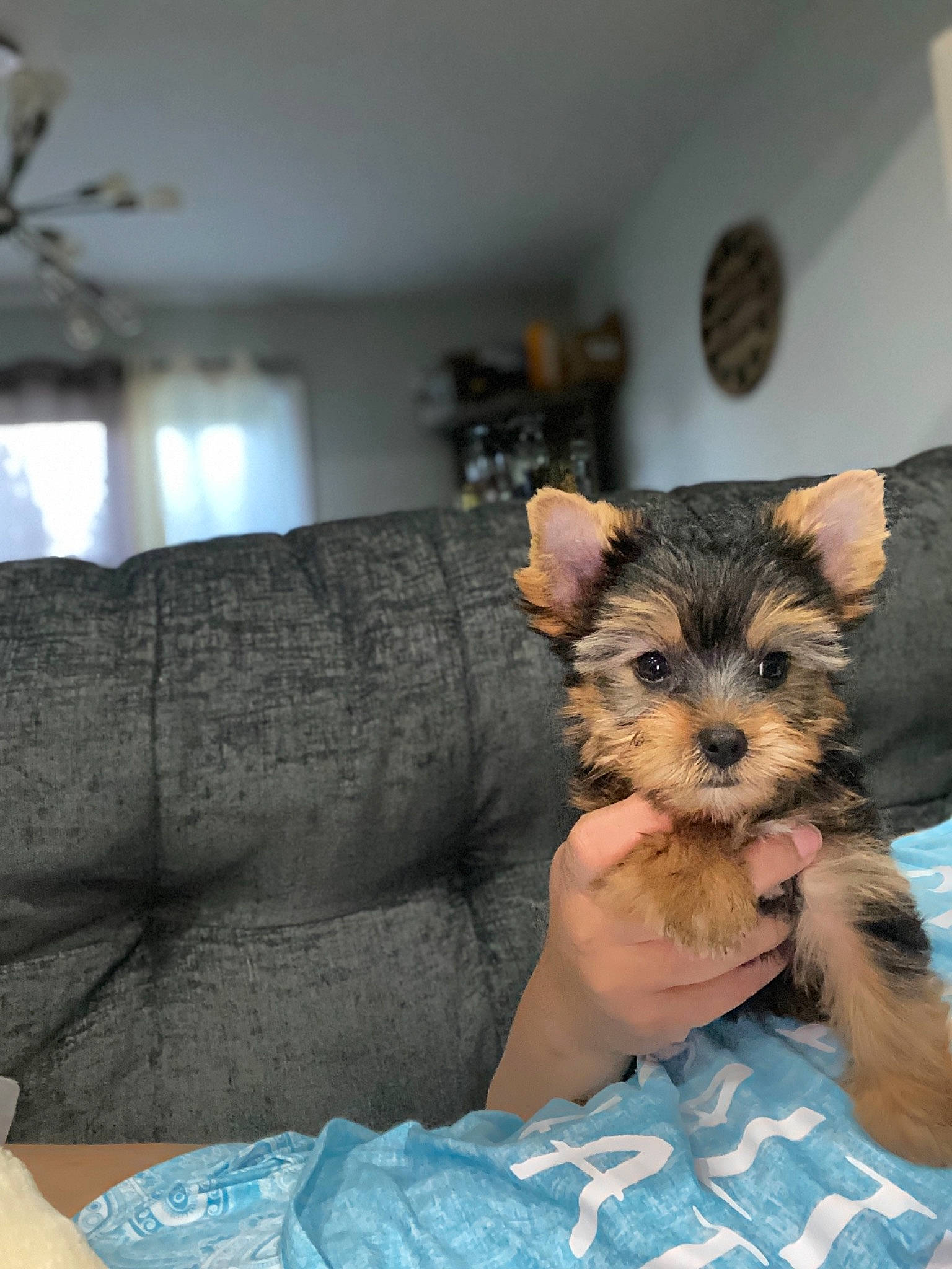 Melo joined the competition — help win amazing prizes! australian_terrier, biewer_terrier, cairn_terrier, canidae, carnivore, dog, dog_breed, maltepoo, mammal, morkie, norwich_terrier, puppy, rare_breed_dog, skin, small_terrier, terrier, toy_dog, vertebrate, yorkipoo, yorkshire_terrier