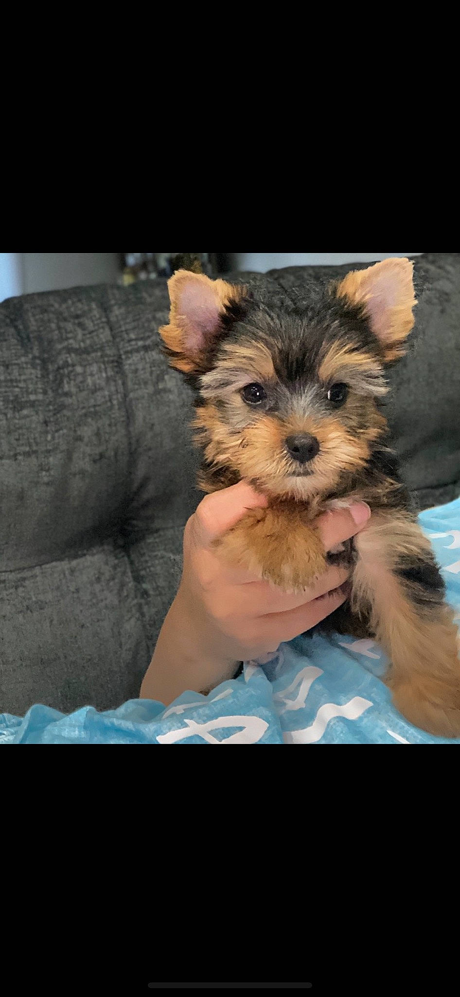 Melo is registered to the contest to win money with this photo: australian_silky_terrier, biewer_terrier, cairn_terrier, canidae, carnivore, dog, dog_breed, maltepoo, mammal, morkie, norwich_terrier, puppy, schnoodle, skin, small_terrier, snout, terrier, vertebrate, yorkipoo, yorkshire_terrier