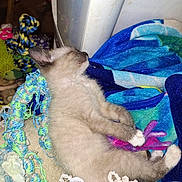 Zudco joined the competition — help win amazing prizes! kitten, sleeping, animal, pet, feline, fluffy, blanket, toy, cozy, colorful, indoor, resting, cute, small, paw, fur, sideview, relaxing, young, domestic