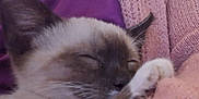 Zudco is registered to the contest to win money with this photo: cat, siamese_cat, sleeping, close_up, cozy, knitted_sweater, pink, purple, fur, whiskers, paw, resting, soft_texture, domestic_animal, pet, indoor, cute, relaxation, nap, feline