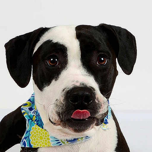 Bella Lou joined the competition — help win amazing prizes!