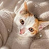 cat, kitten, orange_and_white, pet, animal, feline, close_up, portrait, wide_eyes, blue_eyes, pink_nose, whiskers, fur, lying_down, cozy, blanket, knit, indoors, soft_lighting, cute