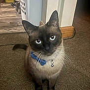 Blu is registered to the contest to win money with this photo: cat, siamese, pet, blue_collar, bell, whiskers, eyes, ears, carpet, indoor, doorway, baseboard, laundry_basket, floor, portrait, sitting, brown_fur, black_mask, tail, curious