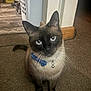 cat, siamese, pet, blue_collar, bell, whiskers, eyes, ears, carpet, indoor, doorway, baseboard, laundry_basket, floor, portrait, sitting, brown_fur, black_mask, tail, curious